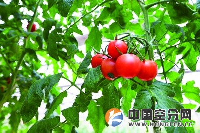 气体施肥:蔬菜种植革命