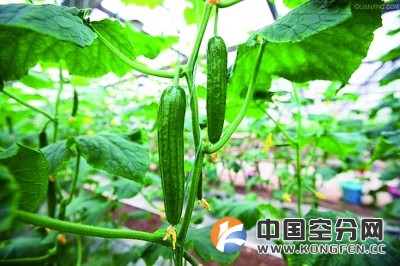气体施肥:蔬菜种植革命