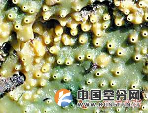 海绵